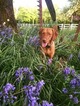Small Photo #1 Vizsla Puppy For Sale in WARREN, OR, USA