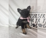 Small #2 German Shepherd Dog