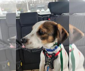 Jack-A-Bee Dogs for adoption in Coventry, CT, USA