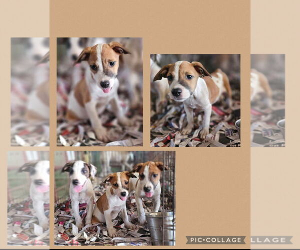 Medium Photo #3 Labrador Retriever-Unknown Mix Puppy For Sale in Virginia Beach, VA, USA