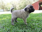 Small Photo #1 Anatolian Shepherd Puppy For Sale in ABITA SPRINGS, LA, USA