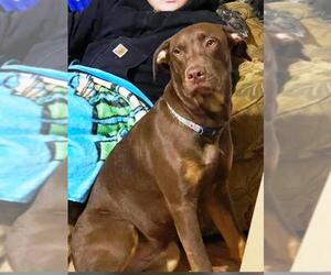 Medium Chocolate Labrador retriever-Rottweiler Mix