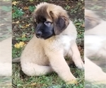 Small Photo #15 Leonberger-Saint Bernard Mix Puppy For Sale in BATH, NY, USA