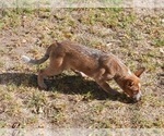 Small Photo #12 Australian Cattle Dog Puppy For Sale in SYLMAR, CA, USA