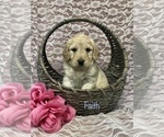 Small Photo #3 Goldendoodle Puppy For Sale in WOOSTER, OH, USA