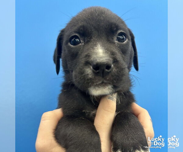 Medium Photo #2 Mutt Puppy For Sale in Washington, DC, USA