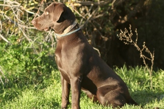 Labrador Retriever Puppy for sale in REXBURG, ID, USA