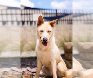 Gerberian Shepsky Dogs for adoption in McKinney, TX, USA