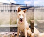 Small Gerberian Shepsky