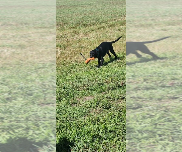 Medium Photo #14 Labrador Retriever Puppy For Sale in MERIDEN, KS, USA