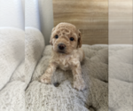 Small Photo #19 Bichpoo Puppy For Sale in NORTH PORT, FL, USA