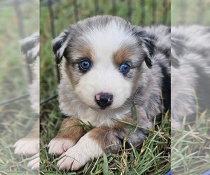 Aussie-Poo-Aussiedoodle Miniature Mix Puppy for sale in TAYLOR, TX, USA