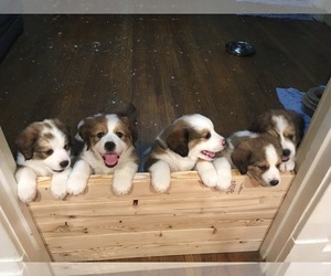 Great Bernese Puppy for sale in DANVILLE, KY, USA