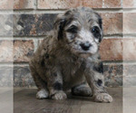 Puppy Claudia Goldendoodle