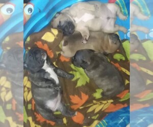 French Bulldog Puppy for sale in HARTWELL, GA, USA