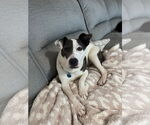 Small #6 American Pit Bull Terrier Mix