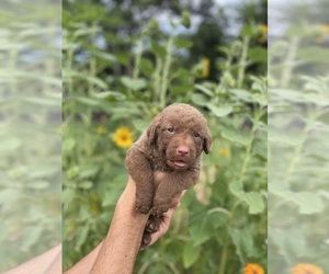 Chesapeake Bay Retriever Puppy for sale in ABBEVILLE, SC, USA