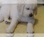 Small Photo #5 English Cream Golden Retriever Puppy For Sale in FOWLERVILLE, MI, USA