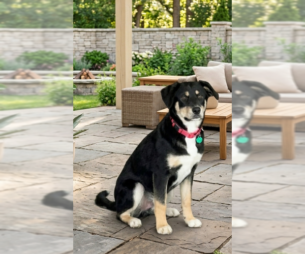Medium Photo #2 Labrenees Puppy For Sale in Genesee, WI, USA