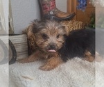 Puppy Levin Yorkshire Terrier