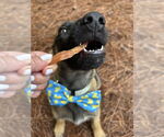 Small #1 German Shepherd Dog Mix
