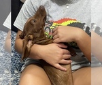 Small Photo #3 Dachshund Puppy For Sale in STELLA, MO, USA
