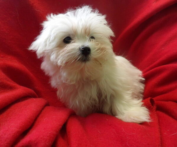 Medium Photo #3 Maltese Puppy For Sale in PATERSON, NJ, USA