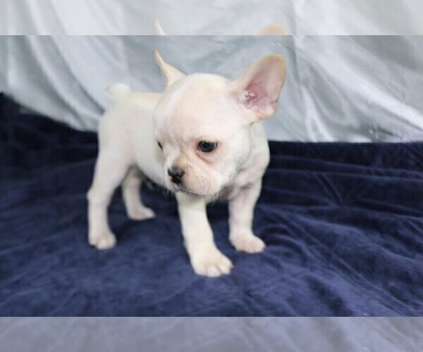 Medium Photo #3 French Bulldog Puppy For Sale in HOUSTON, TX, USA