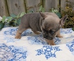Small #3 French Bulldog