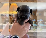 Small #1 Miniature Schnauzzie
