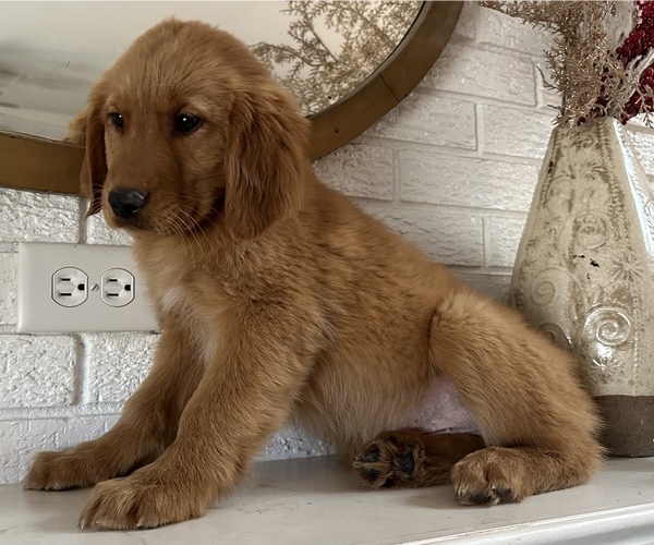 Medium Photo #5 Golden Retriever Puppy For Sale in DENTON, TX, USA