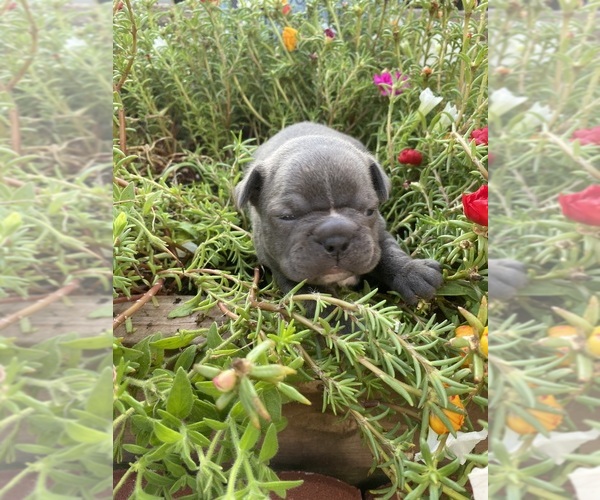 Medium Photo #2 Faux Frenchbo Bulldog Puppy For Sale in FREDONIA, KS, USA