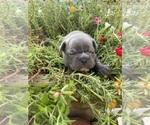 Small #1 Faux Frenchbo Bulldog