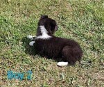 Small #4 Border Collie