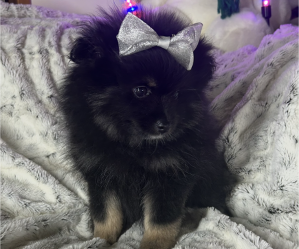 Medium Photo #1 Pomeranian Puppy For Sale in HARRISVILLE, MI, USA
