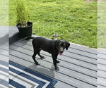 Small #2 Labrador Retriever Mix