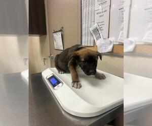 American Pit Bull Terrier Dogs for adoption in Conroe, TX, USA