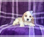Image preview for Ad Listing. Nickname: Tasha