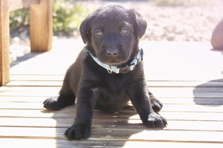 Labrador Retriever Puppy for sale in ATWATER, CA, USA