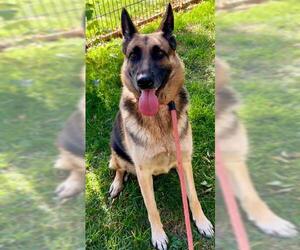 German Shepherd Dog Dogs for adoption in Sacramento, CA, USA