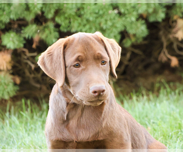 Medium Photo #6 Labrador Retriever Puppy For Sale in SYRACUSE, IN, USA