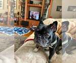 Small #9 French Bulldog