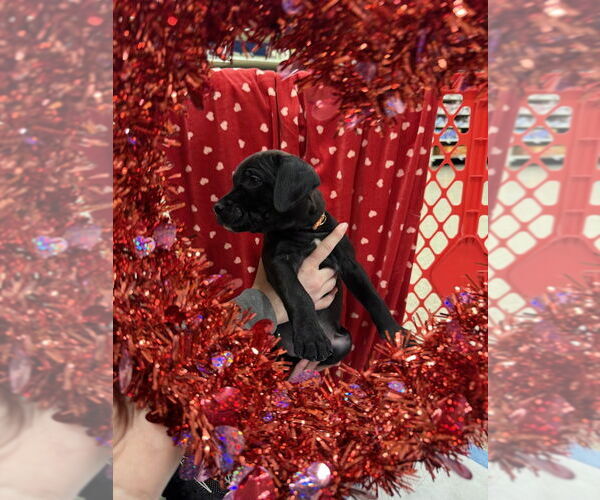 Medium Photo #2 Golden Retriever-Unknown Mix Puppy For Sale in Wenonah, NJ, USA