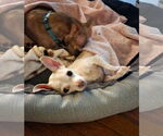 Small #3 Chihuahua