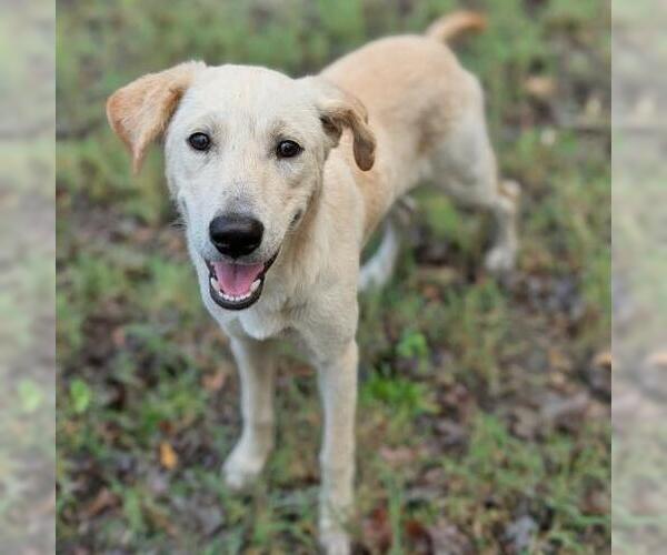 Medium Photo #1 Labrador Retriever Puppy For Sale in Conroe, TX, USA