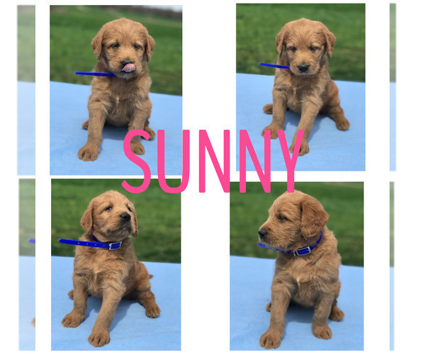 Medium Photo #2 Labradoodle Puppy For Sale in BOWLING GREEN, KY, USA