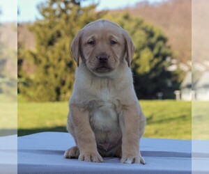 Labrador Retriever Puppy for sale in MORGANTOWN, PA, USA