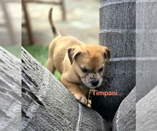 Medium Photo #2 Australian Shepherd-Border Terrier Mix Puppy For Sale in Mission Viejo, CA, USA