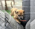 Small #1 Australian Shepherd-Border Terrier Mix