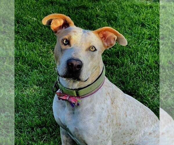 Medium Photo #5 American Staffordshire Terrier-Unknown Mix Puppy For Sale in San Juan Capistrano, CA, USA